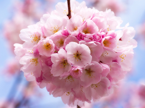 Cherry blossom in Buddha land